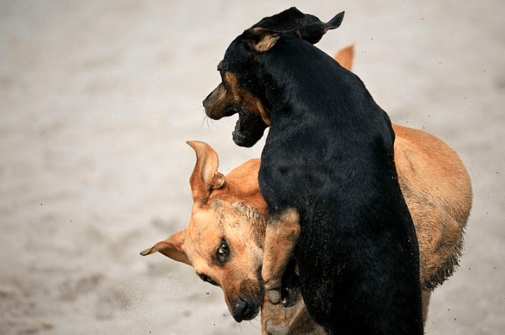 Dog Bites Prevention